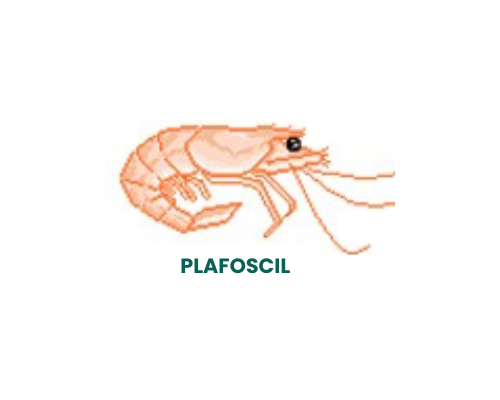 PLAFOSCIL