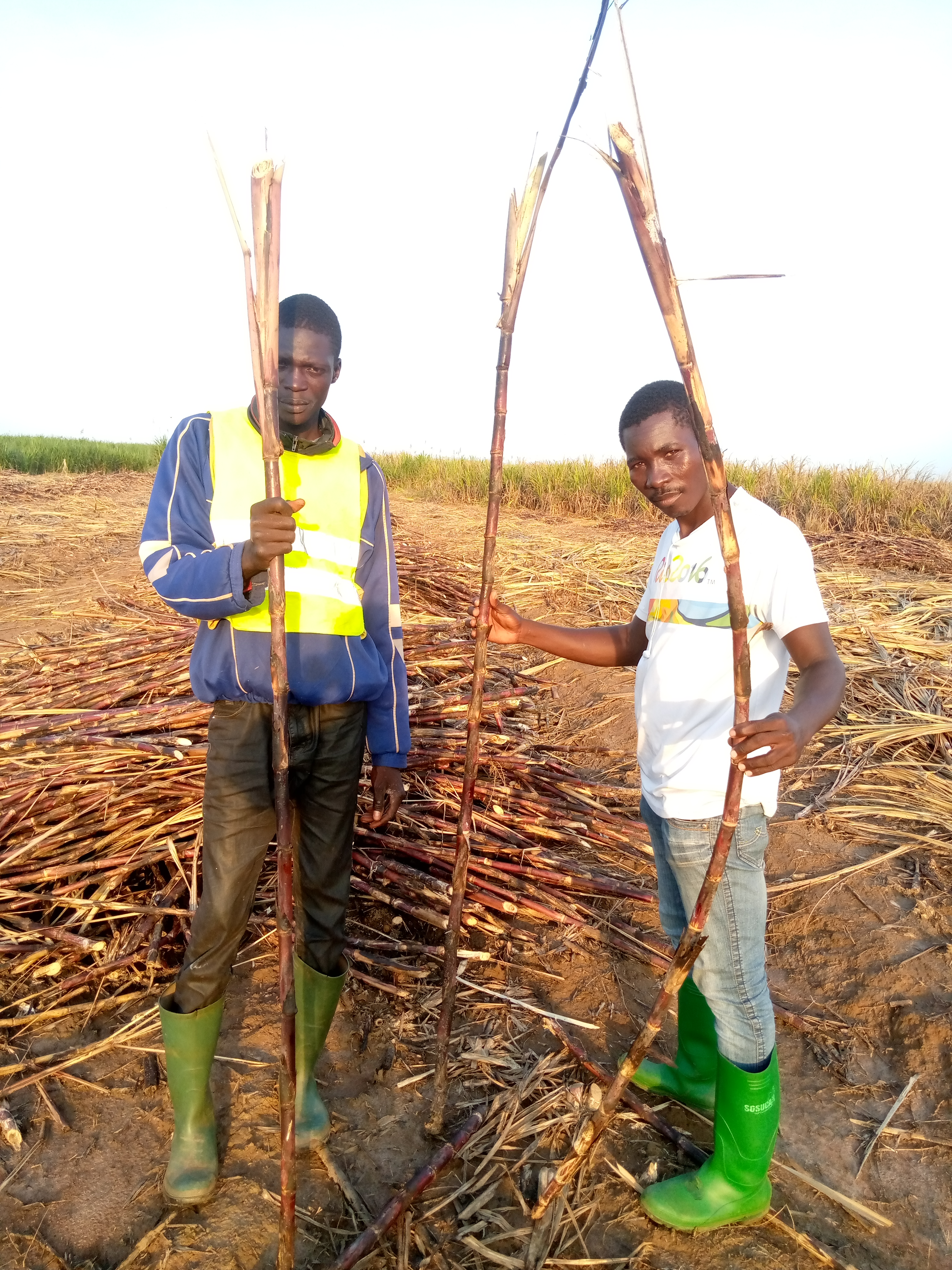 Travailleurs saisonniers de la SOSUCAM manifestant